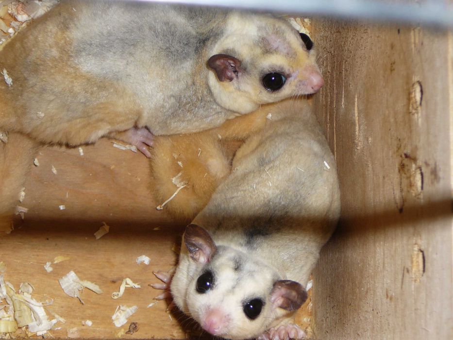 Lotopałanka karłowata Silver, Platinum, Leucistic lotopałanki parka