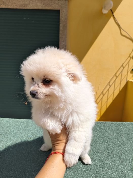Spitz alemão porte médio menina