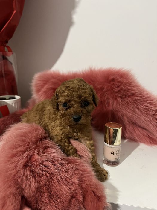 Suczka Pudel Toy linia Chińska