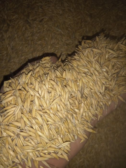 Owies sprzedam zbiór 2025