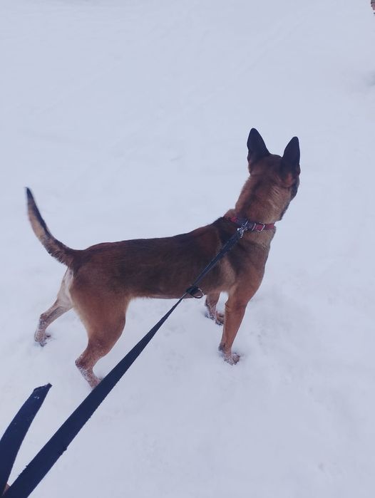 Oddam za darmo owczarek belgijski