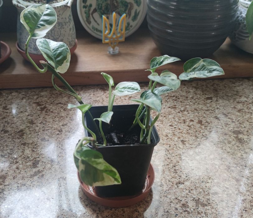 Епіпремнум Енджой