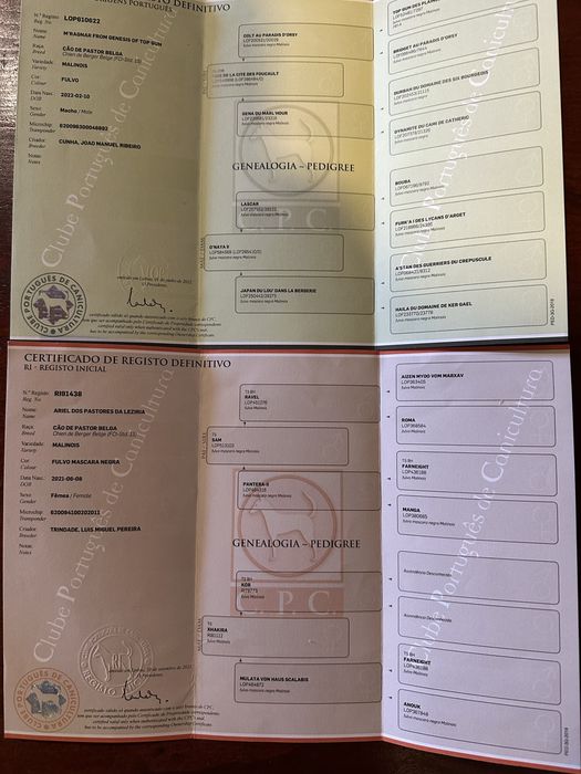 Femea Pastor Belga Malinois