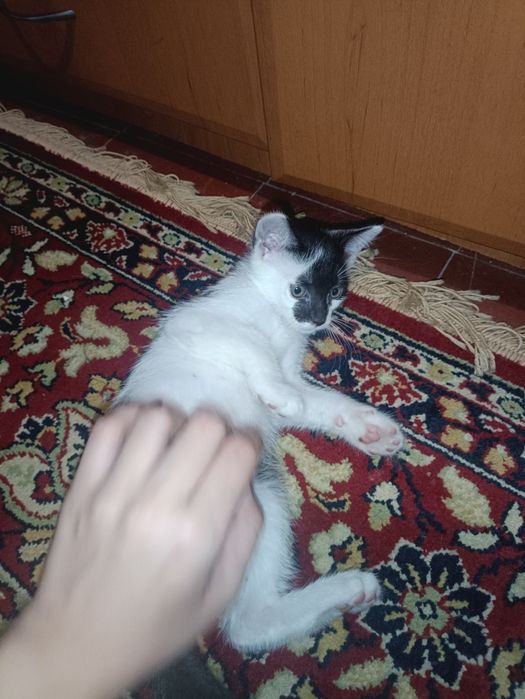 Віддаю котика в добрі руки