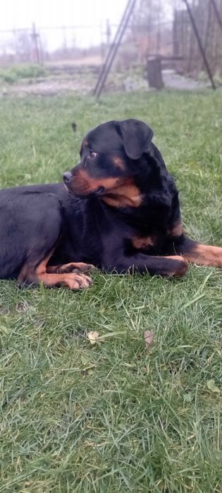 В'язка ротвейлера