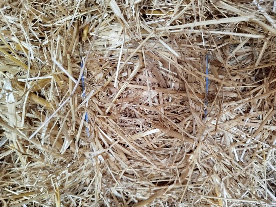 Fardos de palha de azevem e aveia