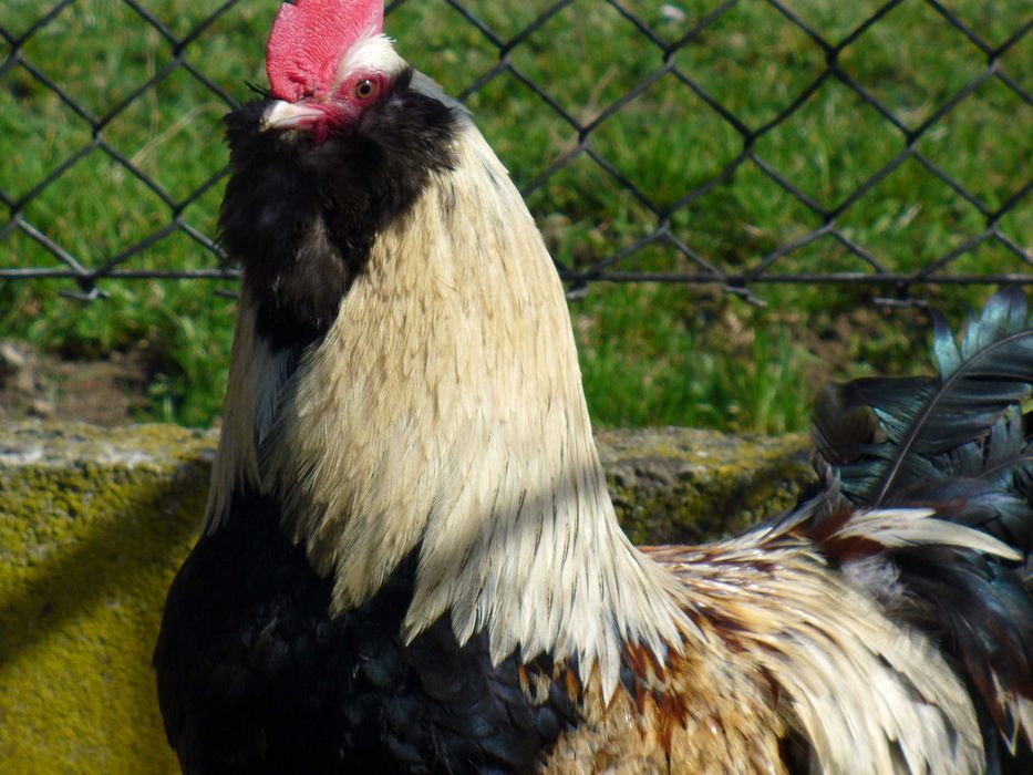 Fawerola łososiowa - jajka lęgowe