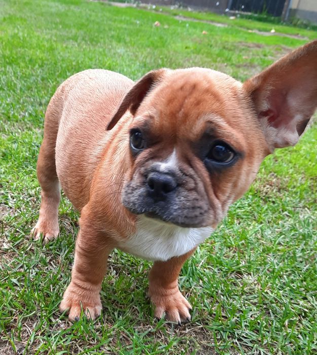 Szczeniaczek buldog francuski