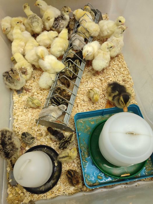 Perus e galinhas de Angola