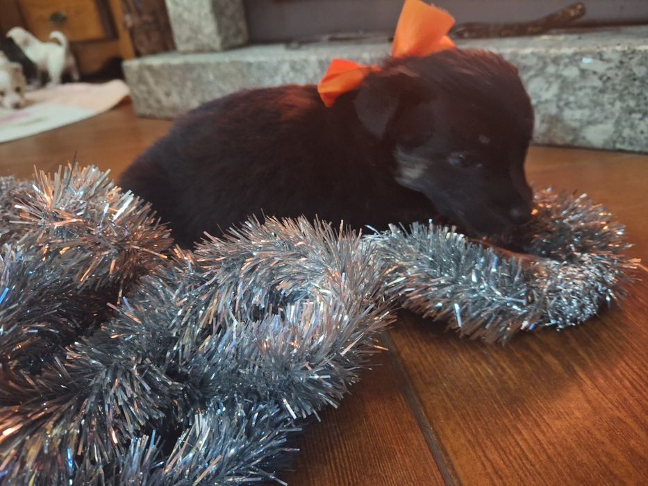 Babies collie para adoção