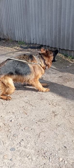 Питомник.Щенки нем овчарки.