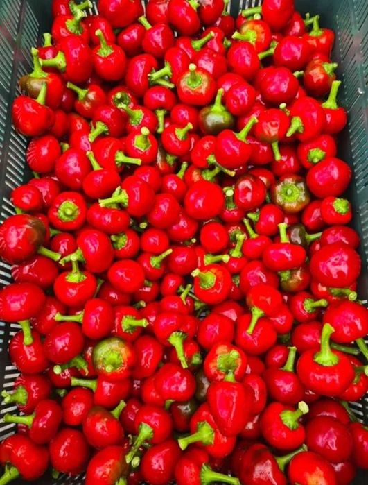 5kg papryczkaCZEREŚNIOWA papryka do nadziewania