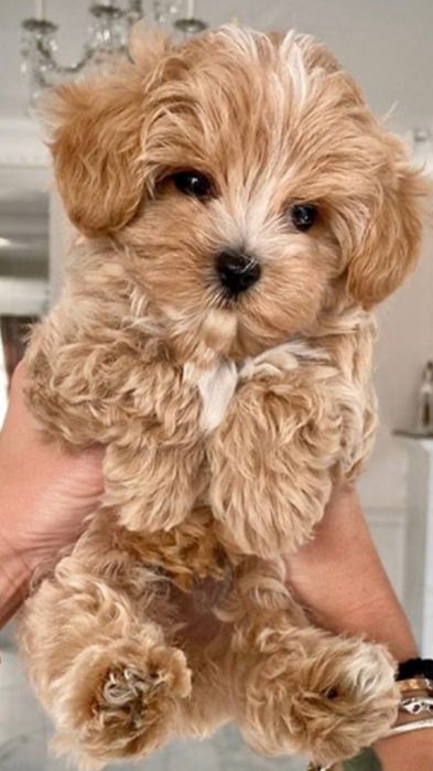 Охайний мальтипу/maltipoo F1 PREMIUM