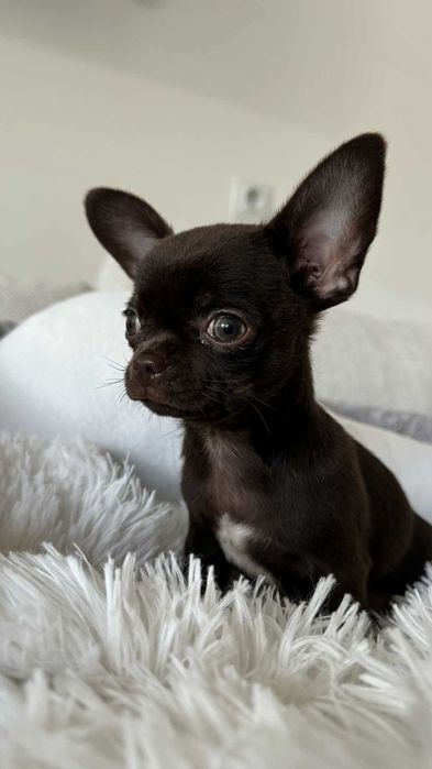 Czekoladowy Chłopczyk Mini Chihuahua z Rodowodem