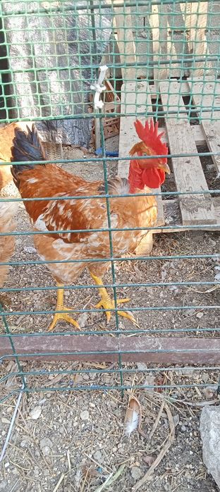 Galo pica no chão