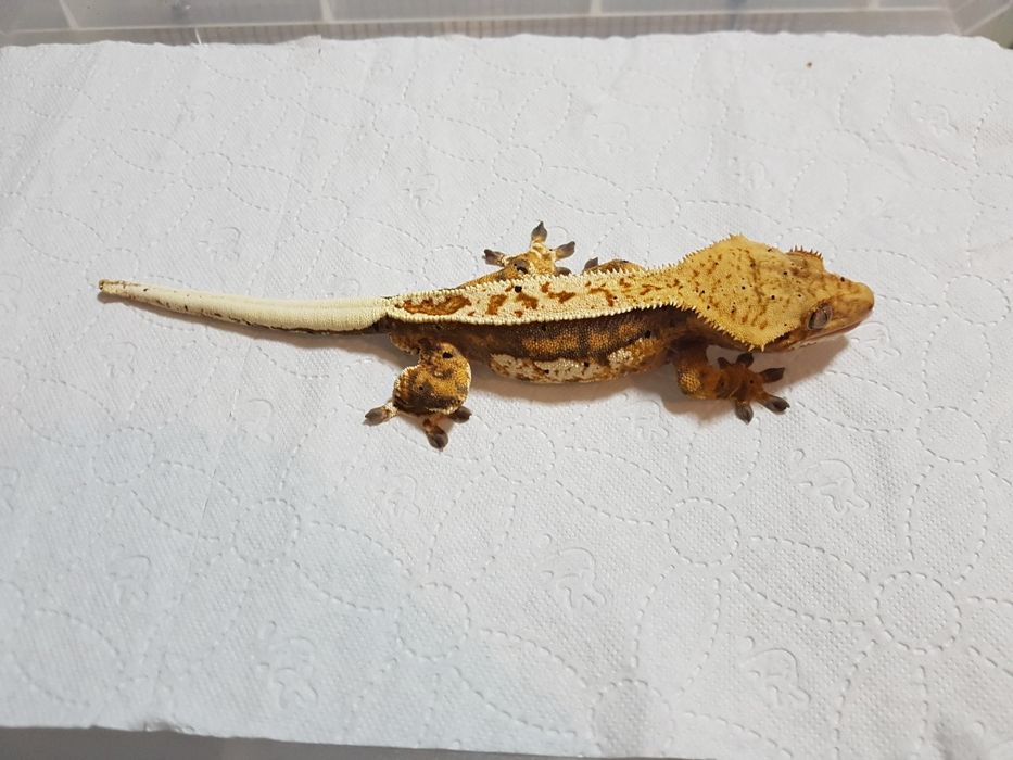 Gekony orzęsione samczyki