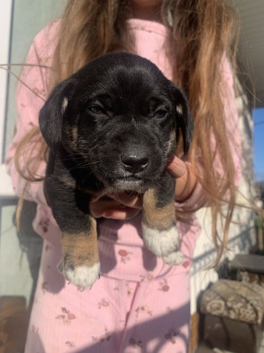 Віддам щенят метис у добрі руки