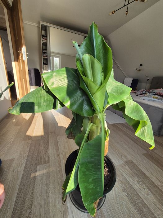 Bananowiec, zadbany, wys. 90-100cm