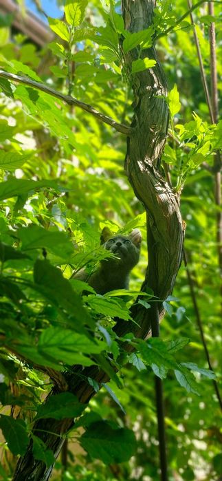 Кошенята безкоштовно