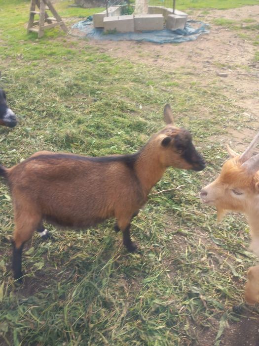 Vendo cabra anã  possibilidade de estar prenha