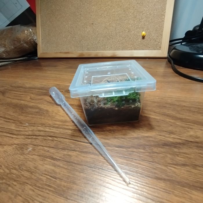 Pudełko na ptaszniki 4x5x5