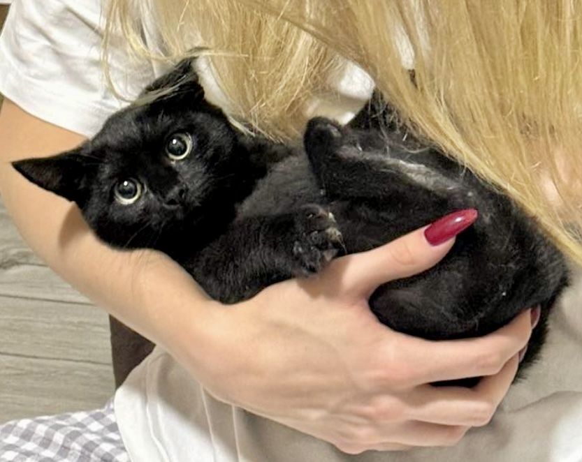 Котенок 2.5 и 3,5 мес кошечка котята черная кішечка чорна кошеня