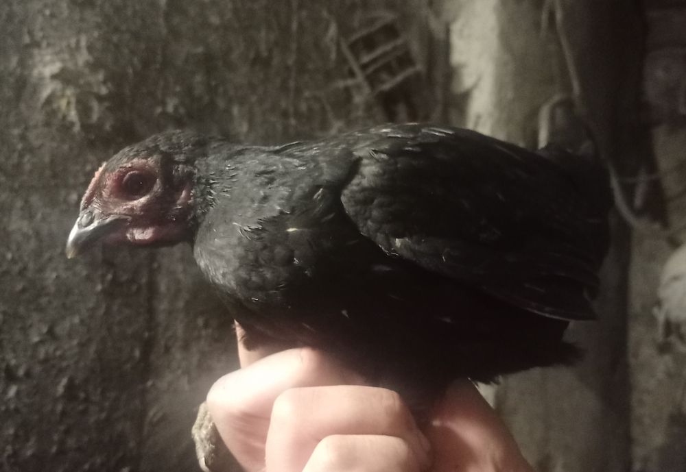 Продам кури ліліпути