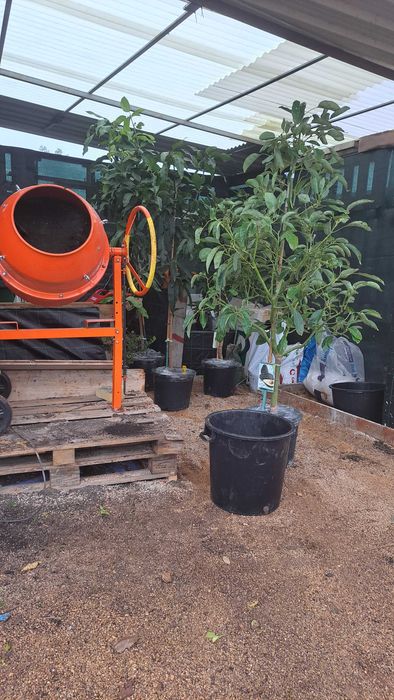 Tropical fruit trees / arvores tropicais