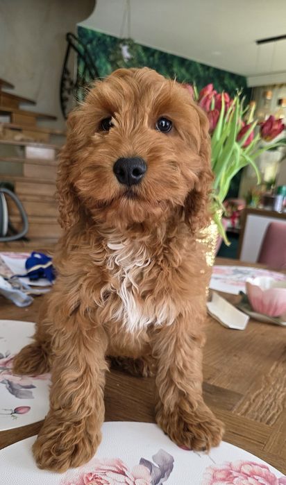 Cockapoo chłopiec Denis   Cocker spaniel i pudel