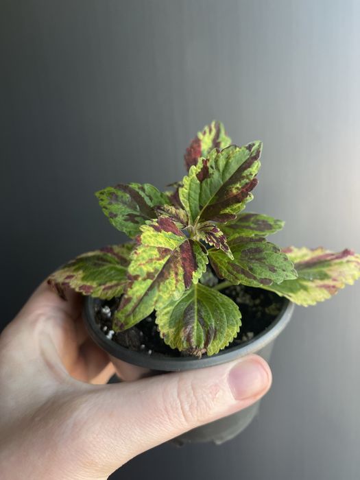 Колеуси. Гарно вкоріненні