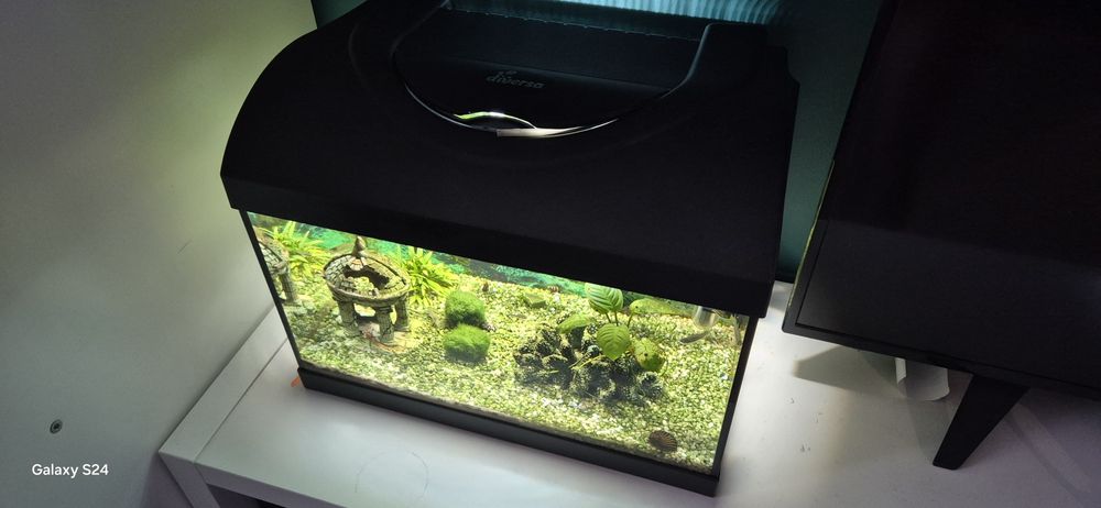 Akwarium 25l z całą obsadą