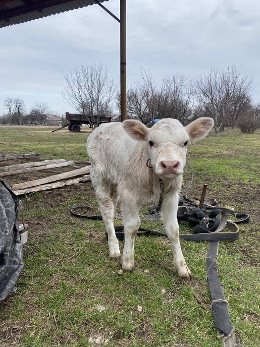 Тьолка від гарної корови 20 днів