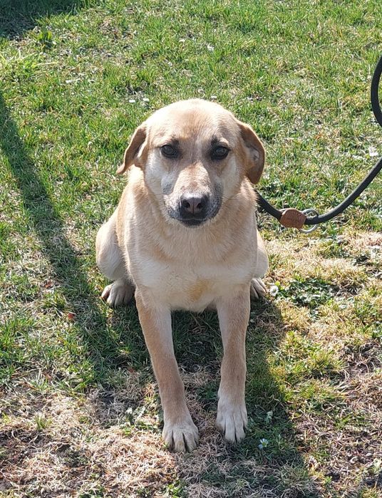 Danna sunia do adopcji