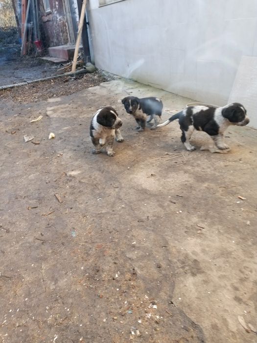 Szczeniaki owczarek środkowoazjatycki