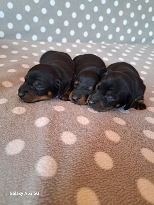 Продаються цюценята кролічої такси