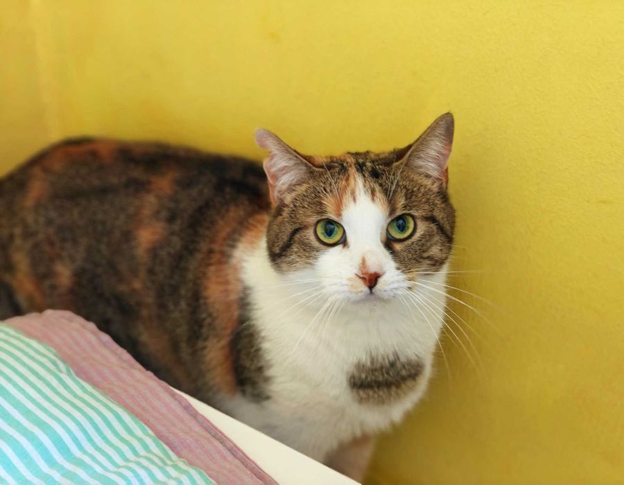 Шукає дім дивовижна триколірна красуня Саванна! Кішка 1 рік