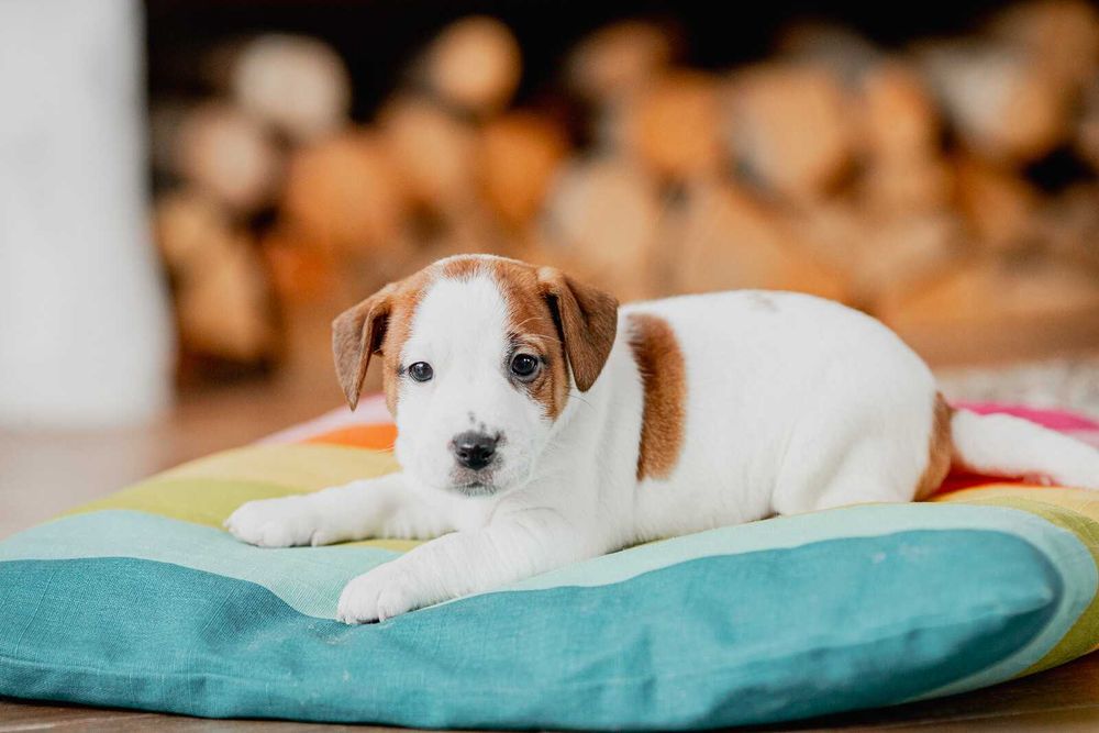 Jack Russell Terrier FCI