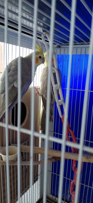 Casal de caturras  canela