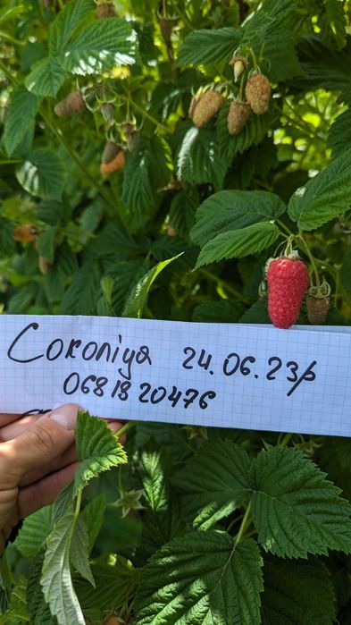 Саджанці малини Пшехи , копанка 100% сортність