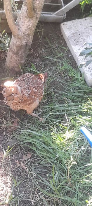 Aves  adultos garnizos