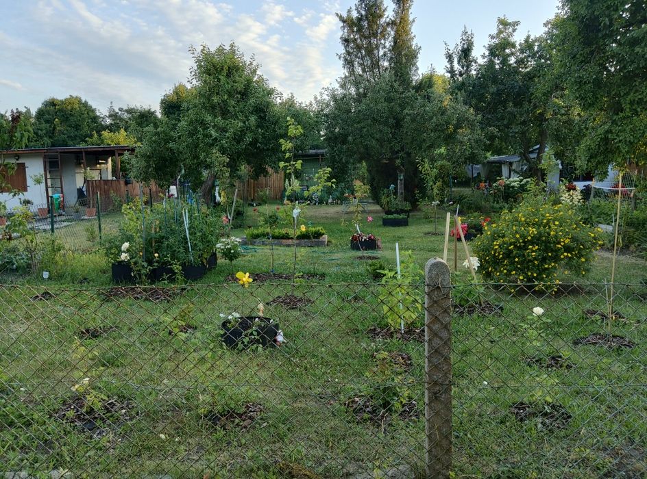 Sprzedam zagospodarowaną działkę ROD