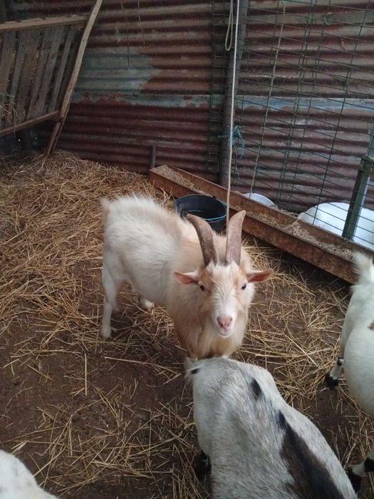 Cabrito excelente reprodutor