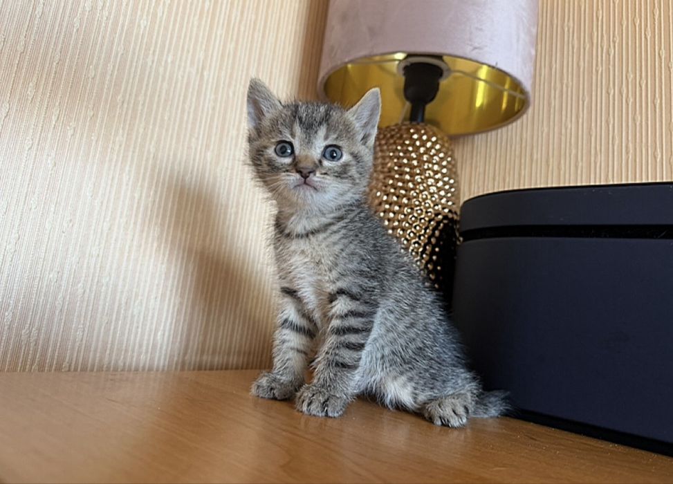 Мишки Шотландские )