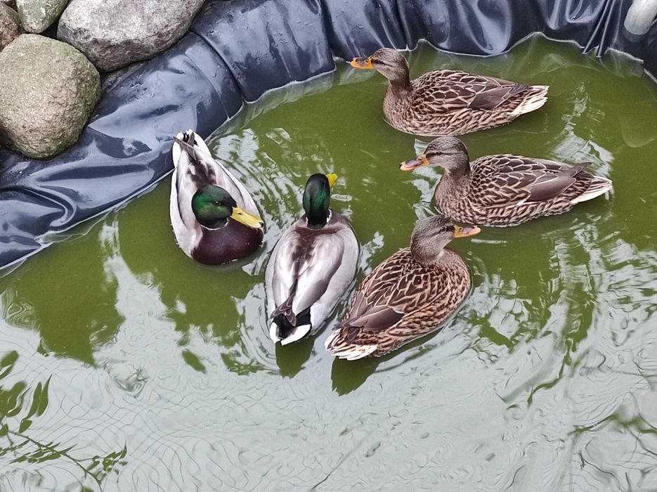 Sprzedam kaczki krzyżówki parka