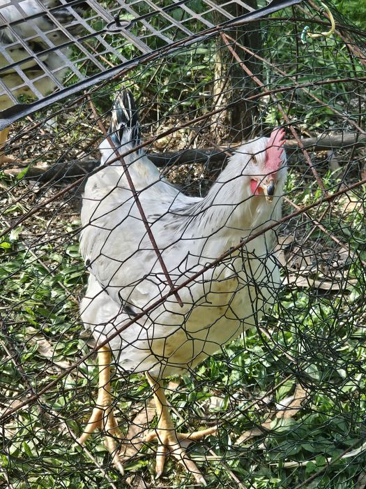 Frangos/ Galos do Campo