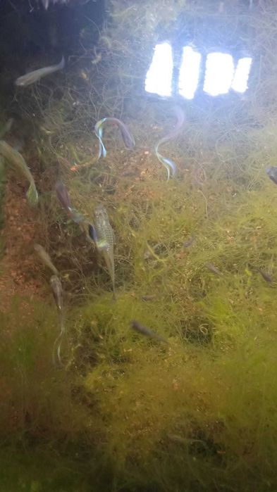 Packs de guppies