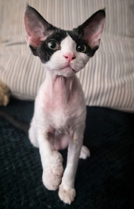 Kolo kocurek  Devon Rex