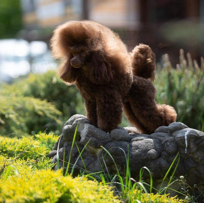 Той Пудель, КСУ, в'язка!