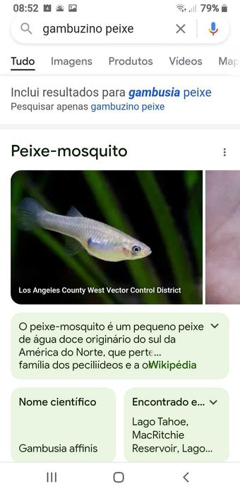 Gambuzino , Peixe Mosquito