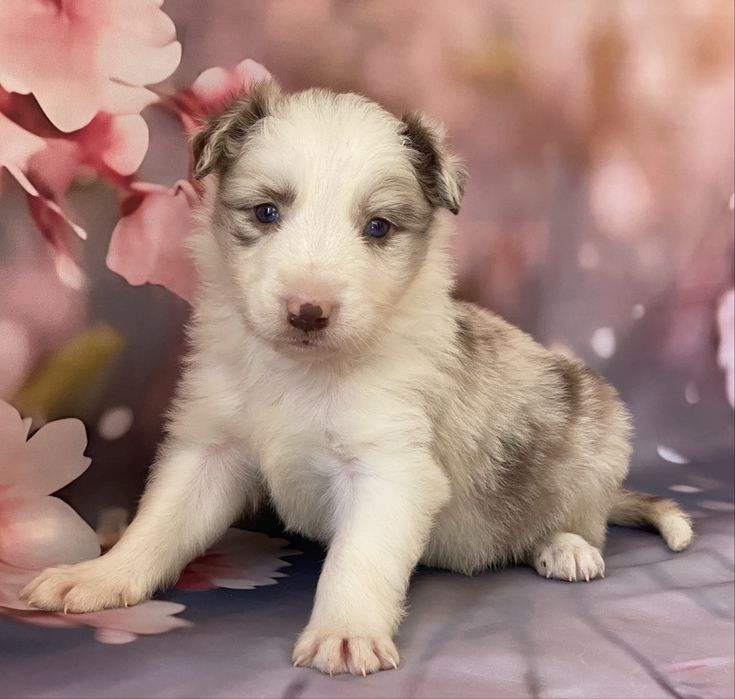 Border Collie chłopiec AMOR